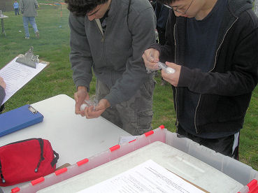 Checking Eggs