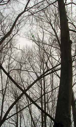 Rocket in the trees